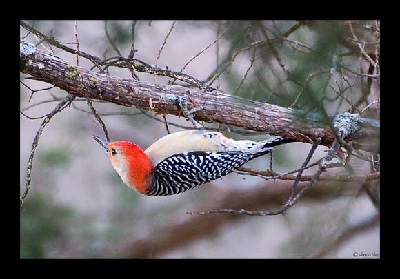 Red-bellied Woodpecker