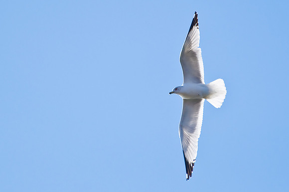 Gull