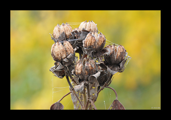 Autumn Boquet