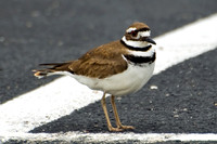 Killdeer