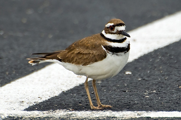 Killdeer