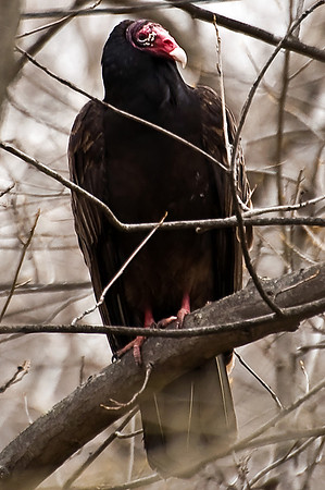 Turkey Vulture