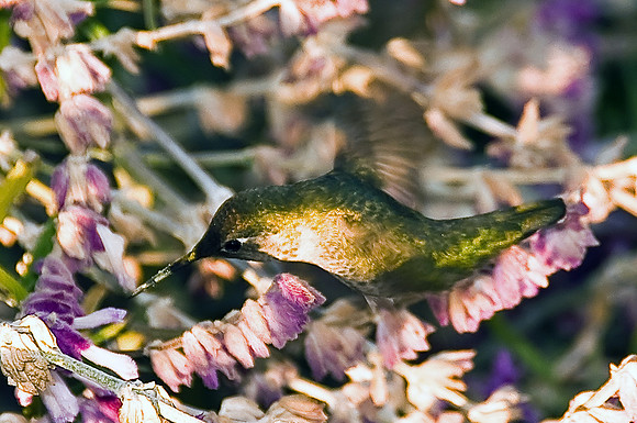 Rufous Hummingbird