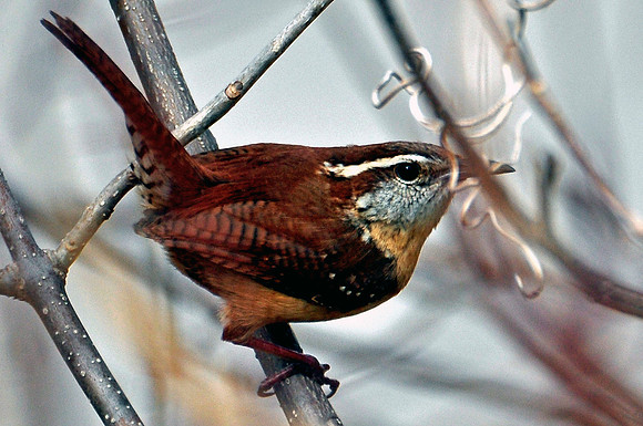 Carolina Wren