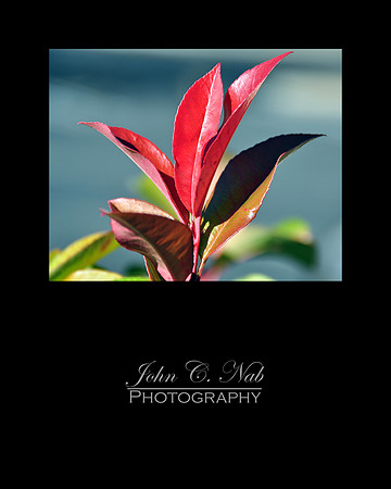 Red Leaves