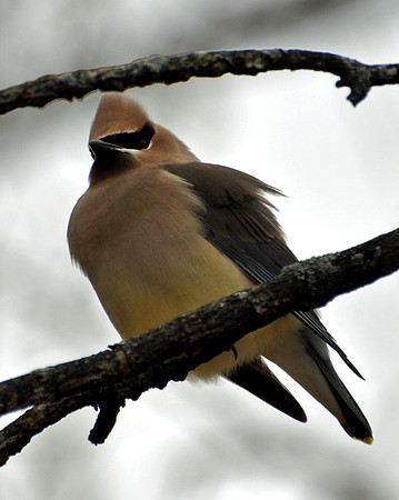 Cedar Waxing