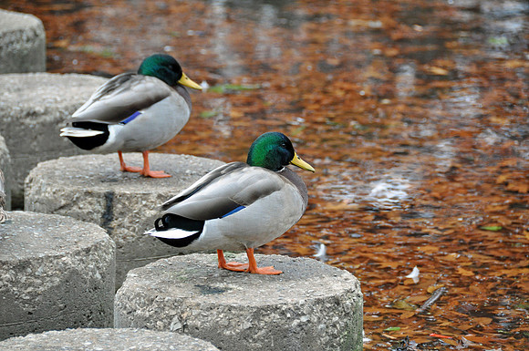 Mallards