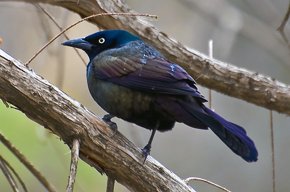 Common Grackle