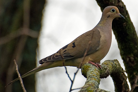 Mourning Dove