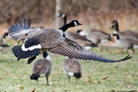 Canadian Goose