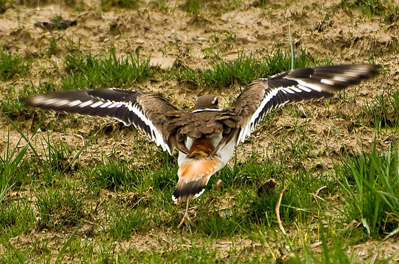 Killdeer Taking Off