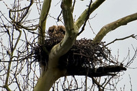 Owls in Nest