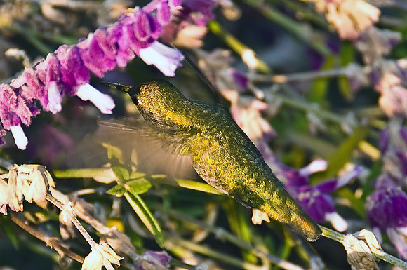 Rufous Hummingbird