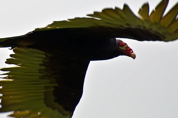 Turkey Vulture