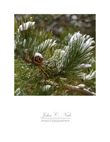 Snowcovered Pinecone