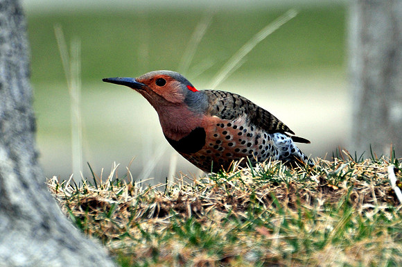 Northern Flicker