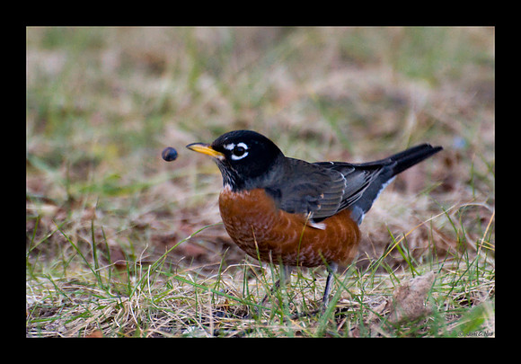 American Robin