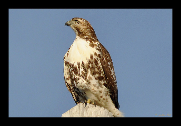 Red-tailed Hawk