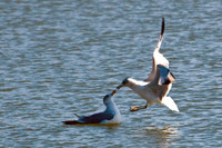 Kissing Gulls