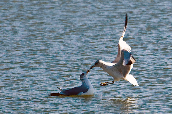Kissing Gulls
