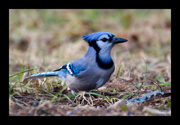 Bluejay