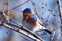 Eastern Bluebird
