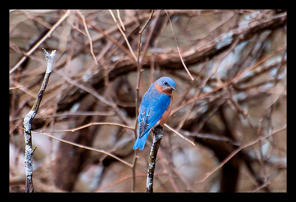 Eastern Bluebird