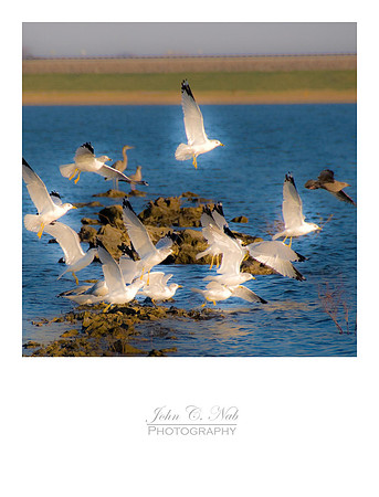 Birds of Hillsdale Lake