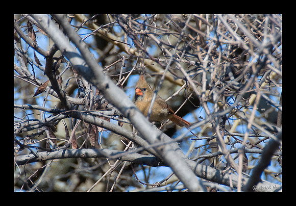 Northern Cardinal Female