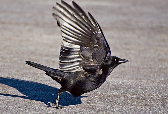 American Crow