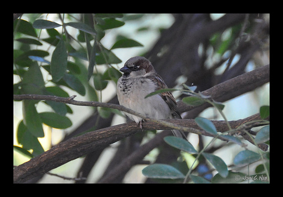 Finch
