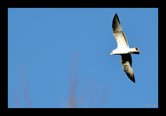 Ring-billed Gull