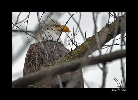 Haliaeetus Leucocephalus