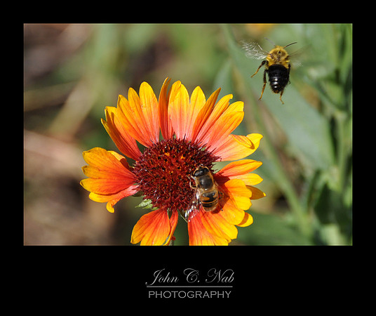 Buzzin' Around