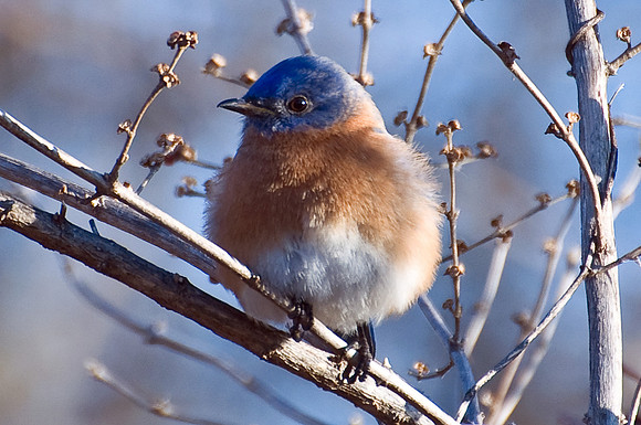 Eastern Bluebird
